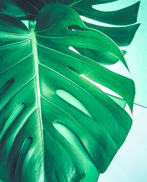 real beautiful big monster leaves on a green background, concept of exotic plants