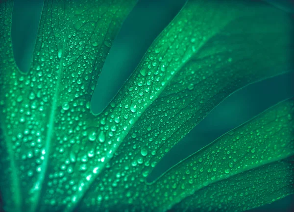 緑の背景 エキゾチックな植物の概念に本当の美しい大きなモンスター葉 — ストック写真