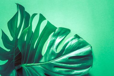 çok güzel büyük canavar yeşil bir arka plan üzerinde kavram egzotik bitkilerin yaprakları