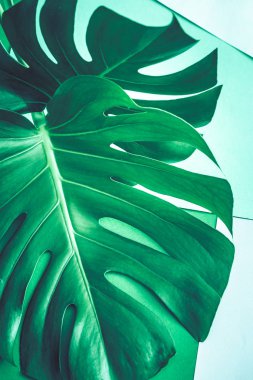 çok güzel büyük canavar yeşil bir arka plan üzerinde kavram egzotik bitkilerin yaprakları