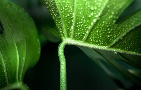 Справжнє Красиве Велике Листя Монстра Зеленому Тлі Концепція Екзотичних Рослин — стокове фото