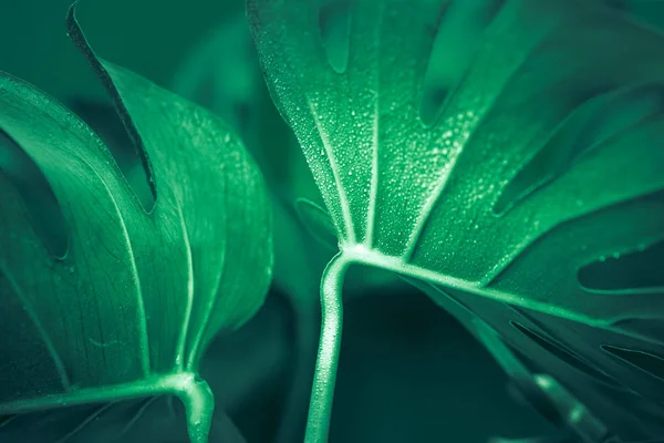 Vraies Belles Feuilles Gros Monstre Sur Fond Vert Concept Plantes — Photo