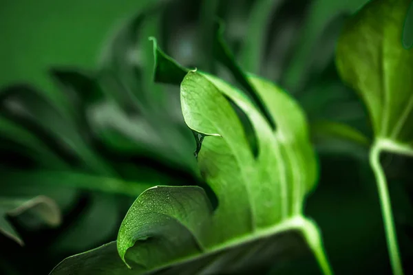 Vraies Belles Feuilles Gros Monstre Sur Fond Vert Concept Plantes — Photo