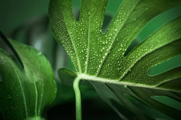 Vraies Belles Feuilles Gros Monstre Sur Fond Vert Concept Plantes — Photo