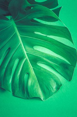 çok güzel büyük canavar yeşil bir arka plan üzerinde kavram egzotik bitkilerin yaprakları