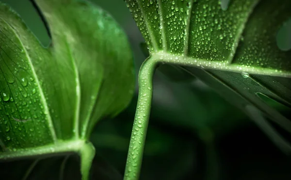 Vraies Belles Feuilles Gros Monstre Sur Fond Vert Concept Plantes — Photo