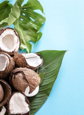 Taze Hindistan cevizi tropikal yapraklar mavi arka plan ile yarıya indirir. Düz