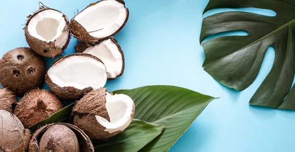 Taze Hindistan cevizi tropikal yapraklar mavi arka plan ile yarıya indirir. Düz