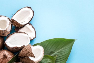 Taze Hindistan cevizi tropikal yapraklar mavi arka plan ile yarıya indirir. Düz