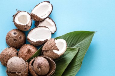 Taze Hindistan cevizi tropikal yapraklar mavi arka plan ile yarıya indirir. Düz
