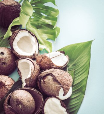 Taze Hindistan cevizi tropikal yapraklar mavi arka plan ile yarıya indirir. Düz