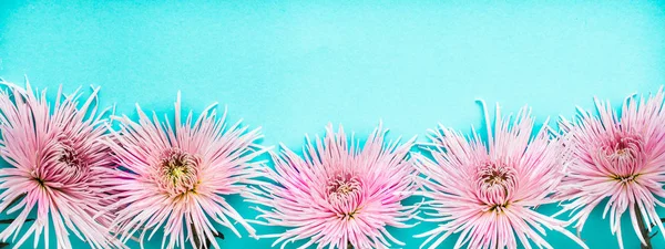 Rosa Echt Schöne Chrysanthemen Auf Blauem Hintergrund Platz Für Text — Stockfoto