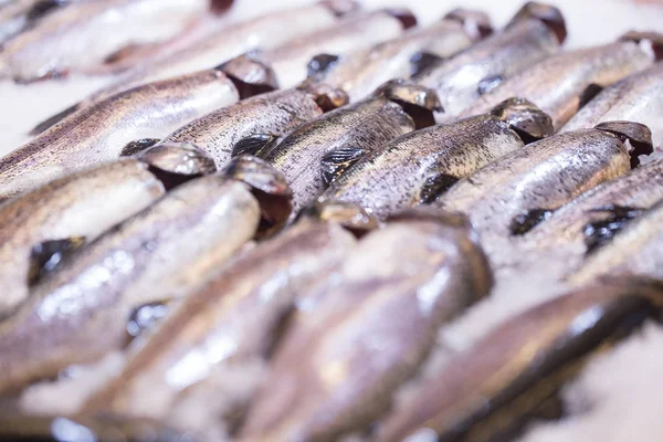 Κοντινό πλάνο ενός ψαριού που εμφανίζεται σε ένα σούπερ μάρκετ στον πάγο. Φρέσκο ψάρι. Η έννοια της υγιεινής διατροφής — Φωτογραφία Αρχείου