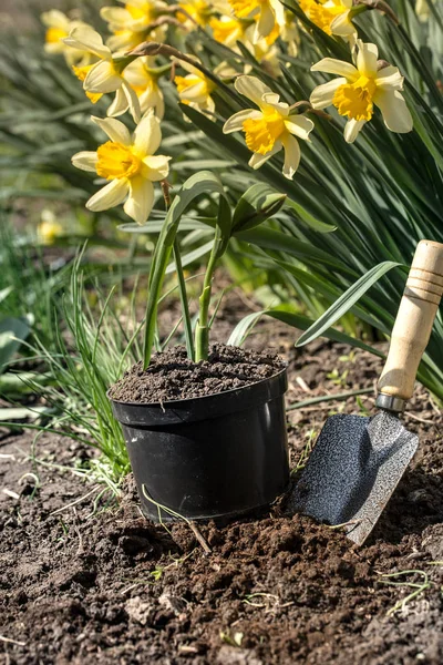 Plantera blommor i trädgården, trädgårdsredskap, blommor — Stockfoto