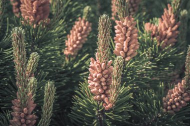 Vahşi alan çiçekleri. Güzel renkli çiçekler Fotoğrafçılık