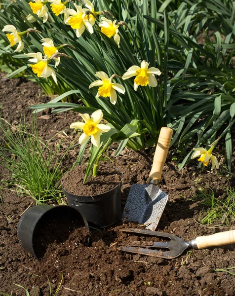 Plantera blommor i trädgården, trädgårdsredskap, blommor — Stockfoto