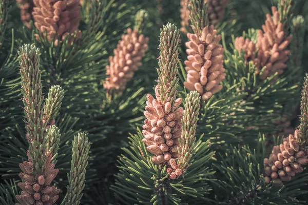 Fleurs des champs sauvages. Belle photographie de fleurs colorées — Photo