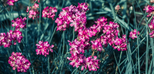 Fleurs des champs sauvages. Belle photographie de fleurs colorées — Photo