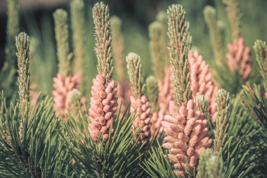 Vahşi alan çiçekleri. Güzel renkli çiçekler Fotoğrafçılık
