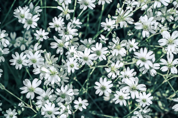 Dzikie kwiaty polowe. Piękne kolorowe kwiaty fotografii — Zdjęcie stockowe