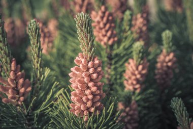 Vahşi alan çiçekleri. Güzel renkli çiçekler Fotoğrafçılık