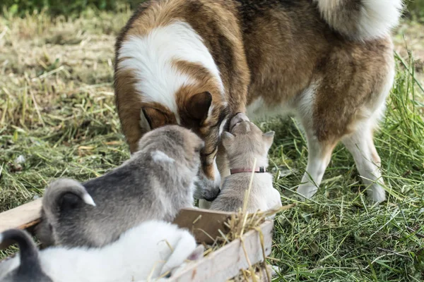 Happy Dog rodziny, która nie boi ani Biada ani kłopotów i będzie — Zdjęcie stockowe