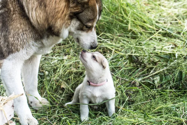 Happy dog family which fears neither Woe nor trouble and will be