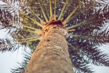 yukarıdan yukarıya yüksek palmiye ağacı fotoğraf.