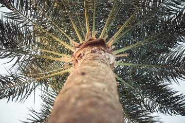 yukarıdan yukarıya yüksek palmiye ağacı fotoğraf.