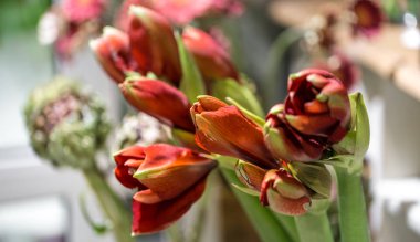 Egzotik çiçekler kırmızı Amaryllis ve enginar vardır