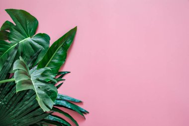 Renkli bir arka plan üzerinde yeşil yaşayan tropikal yaprakları.