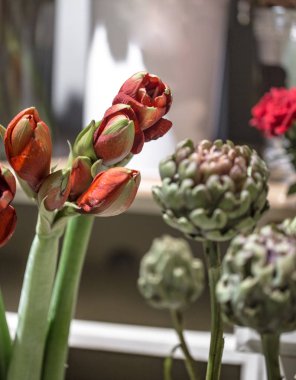 Bir çiçekçide enginar çiçekleri ve Amaryllis