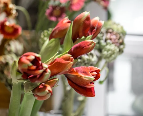 Flores exóticas son el Amarilis rojo y alcachofa — Foto de Stock