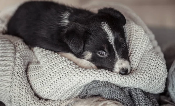 Little cute puppy lying with a sweater. — Stock Photo, Image