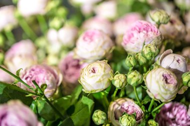 Çiçekçide güzel mor güller