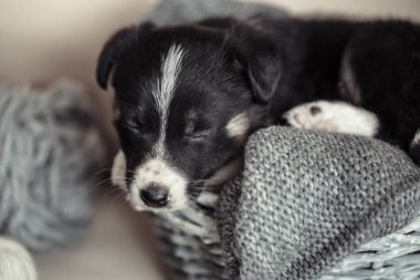 Küçük sevimli köpek yavrusu bir kazak ile yalan.