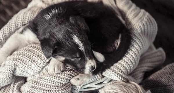Piccolo cucciolo carino sdraiato con un maglione . — Foto Stock