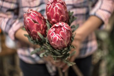 Bir çiçekçi dükkanında Kırmızı Proteus egzotik çiçek
