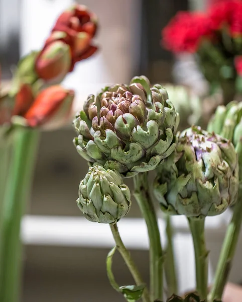 De Artisjok bloemen en de Amaryllis in een bloemenwinkel — Stockfoto