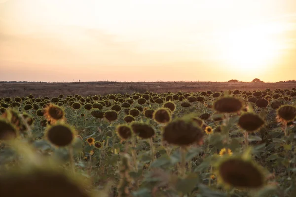 Belo campo grande com girassóis ao pôr do sol — Fotografia de Stock