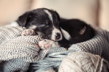 Küçük sevimli köpek yavrusu bir kazak ile yalan.