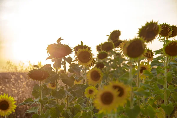 Belo campo grande com girassóis ao pôr do sol — Fotografia de Stock