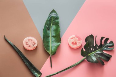 Renkli arka planda tropikal yapraklarla kaplıca hayatı.