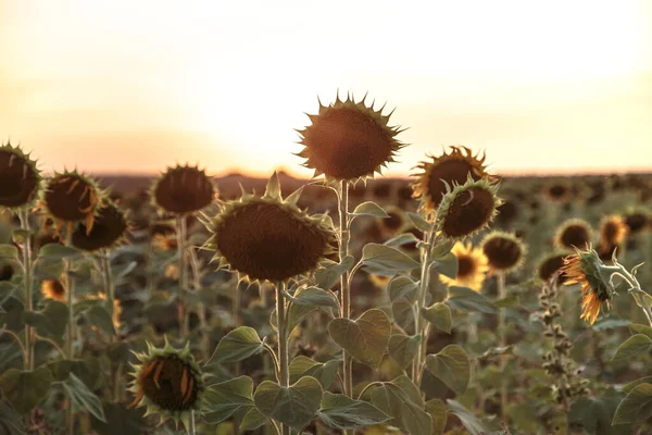 Belo campo grande com girassóis ao pôr do sol — Fotografia de Stock
