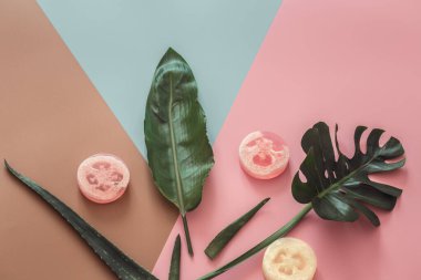 Renkli arka planda tropikal yapraklarla kaplıca hayatı.