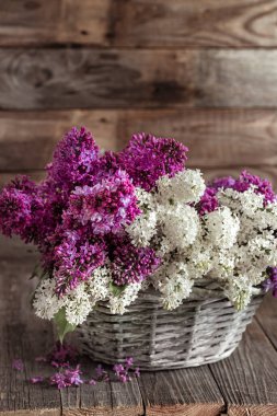 Hasır sepette leylak çiçekleri olan bahar kompozisyonu. Anneler ve kadınlar günü. Mesaj için yer var. Yatay oryantasyon. Hediye sepetleri ve çiçek teslimatları.