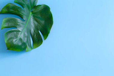 Renkli bir arka planda gerçek bir Monstera yaprağı. Düz yatış ve üst görünüm.