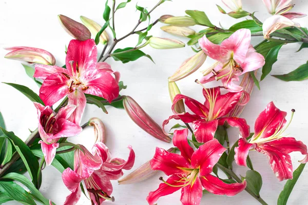 Beautiful, red Lily flowers, scattered on a white background, close-up.