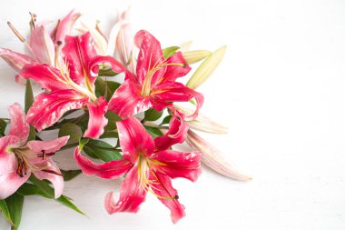 Güzel, kırmızı zambak çiçekleri, beyaz arka plana saçılmış, yakın plan. Metin için boşluk.