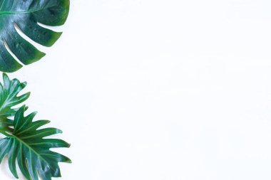 Beyaz arka plan ve doğal yeşil yapraklar. Metin için boşluk.